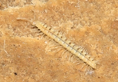 Brachydesmus inferus