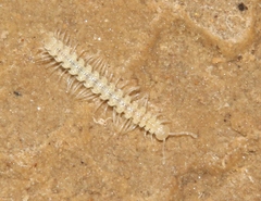 Brachydesmus inferus