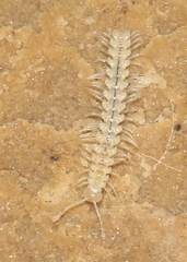 Brachydesmus inferus