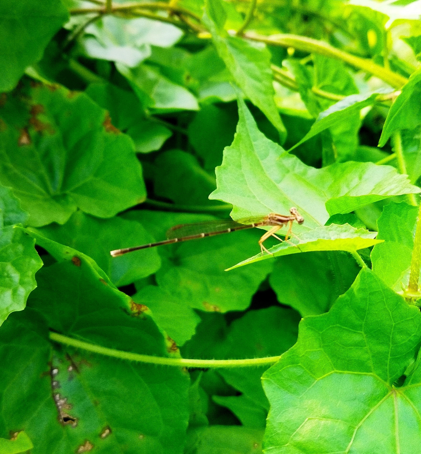 Black-Kneed Featherleg