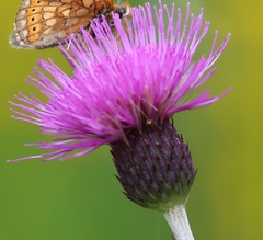 Cirsium pannonicum
