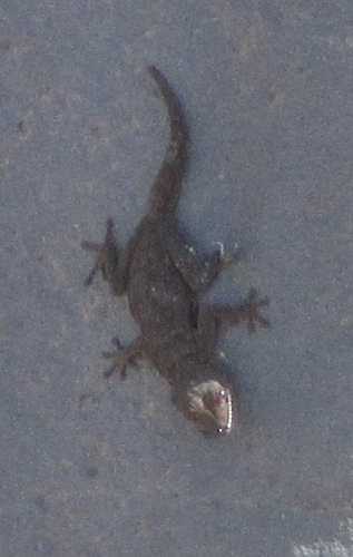 Namib Day Gecko, Rhoptropus bradfieldi