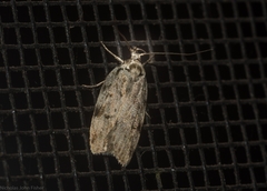 Barea nymphica