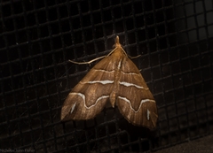 Chaetolopha leucophragma