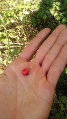 Crataegus microphylla