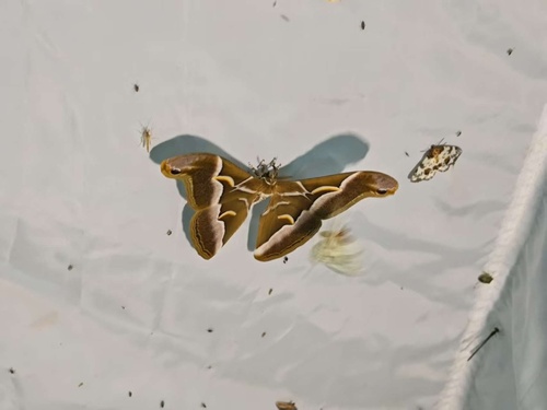 Ailanthus Silkmoth
