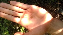 Crataegus microphylla