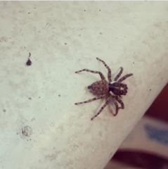 Menemerus semilimbatus