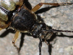 Etorofus obliteratus