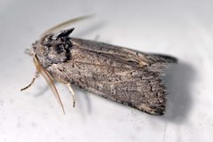 Scythrophanes stenoptera