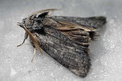 Scythrophanes stenoptera