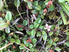 Cotoneaster morrisonensis