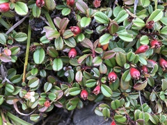 Cotoneaster morrisonensis