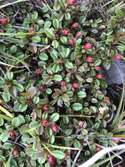 Cotoneaster morrisonensis