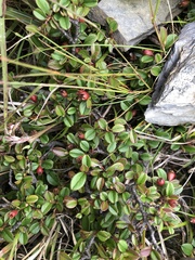 Cotoneaster morrisonensis