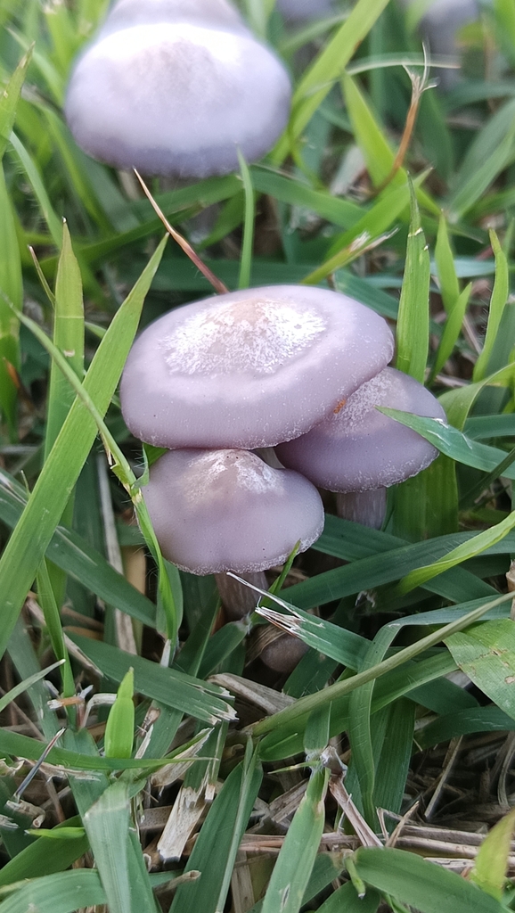 Collybia sordida · July 2025 · photo: © juliocastellain (iNaturalist, cc-by-sa)