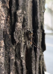 Toxorhynchites splendens