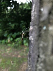 Toxorhynchites splendens