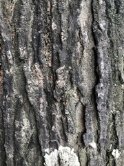 Toxorhynchites splendens