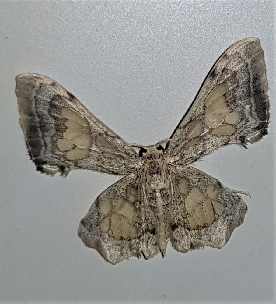 Pseudasellodes hebetior