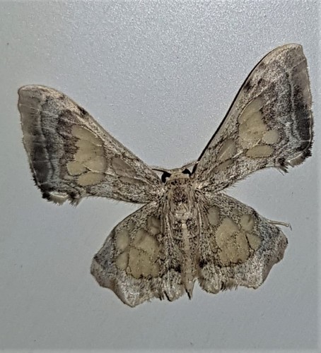 Pseudasellodes hebetior