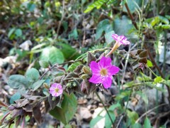 Cuscatlania vulcanicola