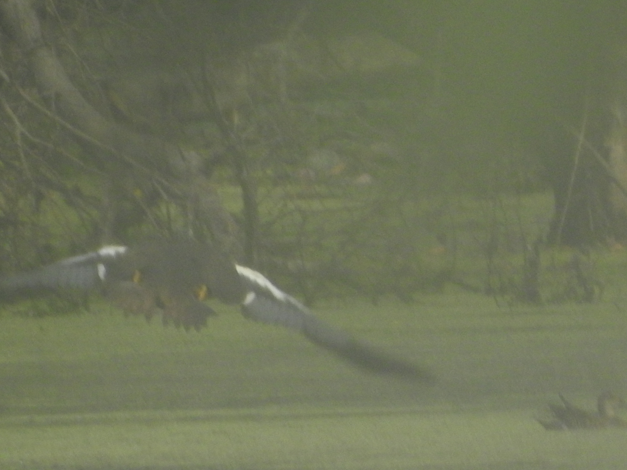 White-winged Duck (Asarcornis scutulata), photo 3