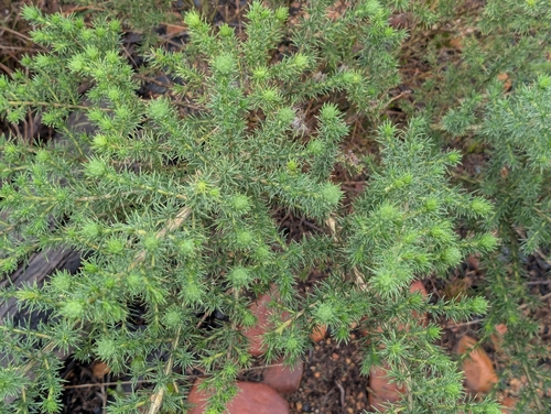 Fluffy Capegorse (Aspalathus chenopoda)