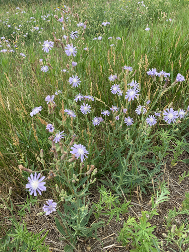 common blue lettuce