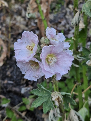 Althaea ficifolia iNat (3)