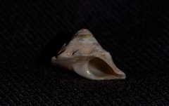 Bellastraea squamifera
