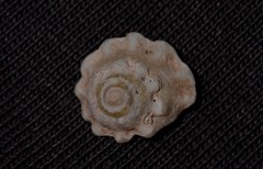Bellastraea squamifera