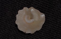Bellastraea squamifera