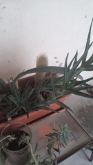 Aloe