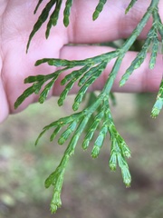Calocedrus