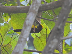 Melanochlora sultanea