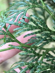 Calocedrus