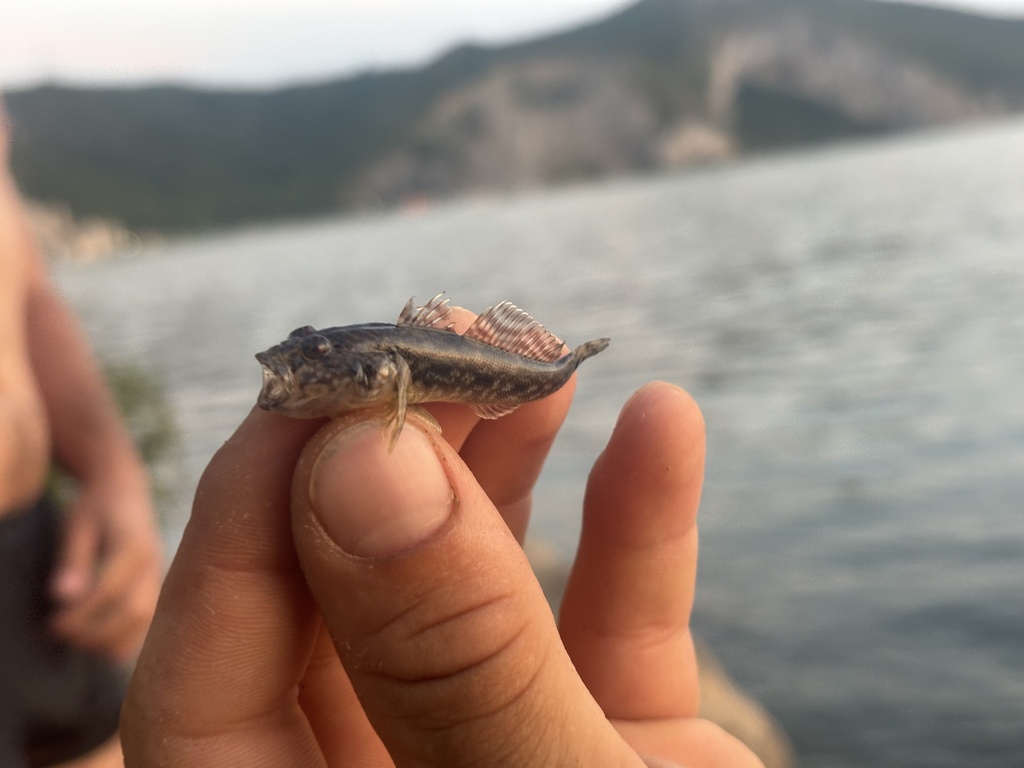 Bighead goby (Ponticola kessleri) — Gobiidae