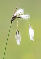Eriophorum latifolium