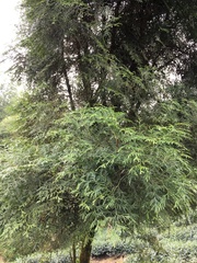 Calocedrus