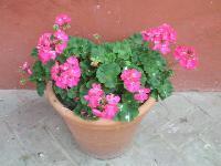 Sidastrum lodiegense