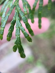 Calocedrus