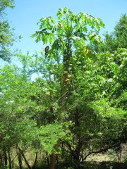 Vasconcellea cauliflora