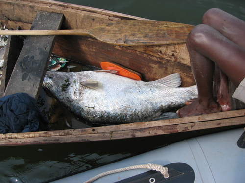Tanganyika lates (Lates angustifrons) — Latidae — 3