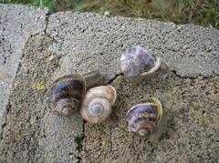 Cornu aspersum