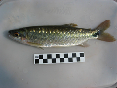 Alestidae