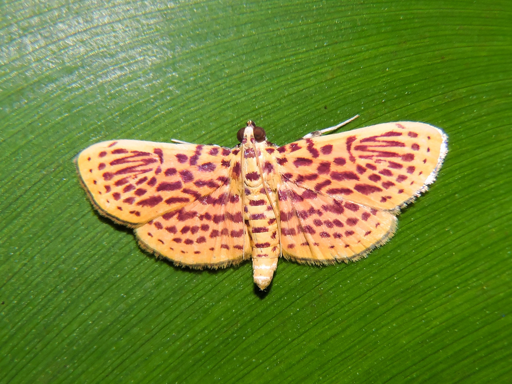 Polygrammodes naranja