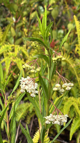 Gomphocarpus physocarpus observed 2025-07-05