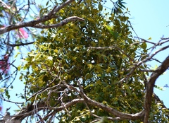 Notothixos subaureus