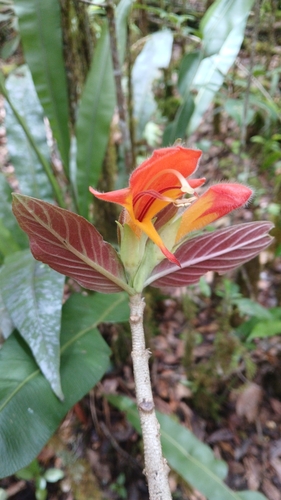 Columnea praetexta